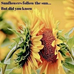 Meet your Posher, Carol